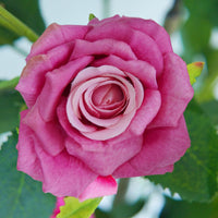 PHK_3677JXDL