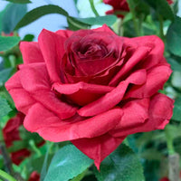 PHK_373BA8LK